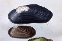 10th May 2022. Turton Shell Prints