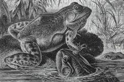 10th November 2022. Lydekker Birds & Natural History Wood Illustrations