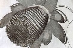 10th October 2023. Thornton Botanical Prints