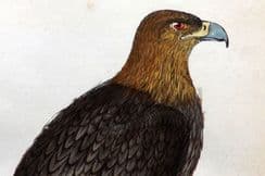 10th September 2025. Morris Bird Prints