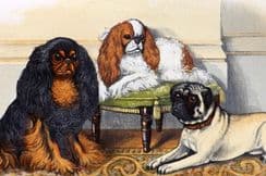 11th April 2024. Dalziel Dog Prints