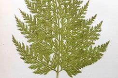 11th April 2024. Lowe Fern Prints