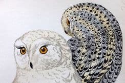 11th April 2024. Morris Bird Prints