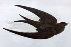 11th August 2022. Anne Pratt Birds