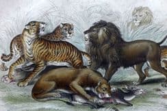 11th August 2022. Goldsmith Natural History & Birds