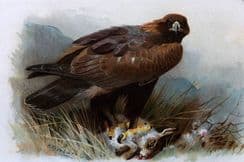 11th August 2022. Hudson & Thorburn Birds