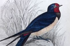 11th August 2022. Jardine British Birds