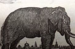 11th February 2023. Goldsmith Natural History