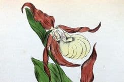 11th February 2023. Hogg & Johnson Botanical Prints