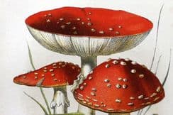 11th February 2023. von Ahles Mushroom Prints