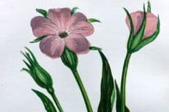 11th January 2023. Anne Pratt Wild Flowers