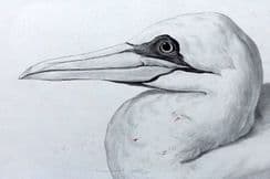 11th January 2023. Blackburn Bird Prints