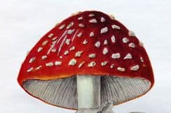 11th January 2023. MAFF Mushroom Prints
