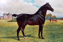 11th January 2023. Sheldon Horse & Livestock Prints