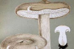 11th November 2024. Cooke Mushroom Prints