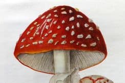 11th November 2024. MAFF Mushroom Prints