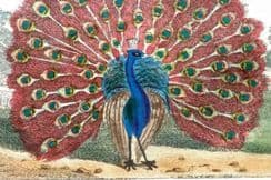 11th September 2025. Barr & Buffon Birds & Natural History