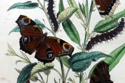 11th September 2025. Humphreys & Westwood Butterflies