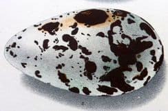 12th April 2023. Butler Bird Egg Prints