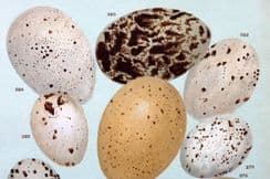 12th April 2023. Gordon Bird Egg Prints