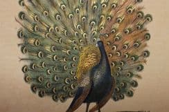 12th December 2022. Buffon Bird Prints