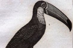 12th July 2023. Buffon Birds