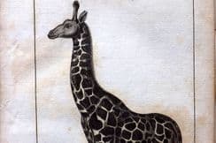 12th July 2023. Buffon Mammals