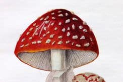 12th July 2023. MAFF Mushrooms