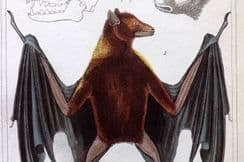 12th July 2025. Cuvier Birds & Natural History