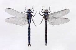 12th July 2025. Lucas - British Dragonflies