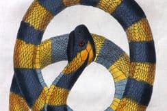 12th July 2025. Stephenson Natural History & Mineralogy