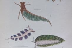 12th June 2023. Forbes Hand Col Shell Prints