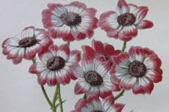 12th June 2023. Hulme Garden Flowers