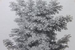 12th June 2023. John Loudon Tree Prints