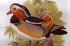 12th June 2024. Jones & Cassell Bird Prints