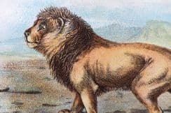 12th June 2024. Lloyds Cats