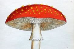 12th March 2022. Johnson Poisonous Plants