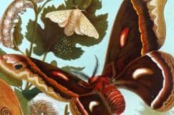 12th March 2022. Wood & Prang Natural History & Birds