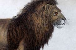 12th November 2025. Jardine Big Cats