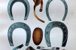 12th November 2025. Thomas Brown Farriery Horse Prints