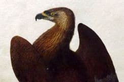 12th October 2024. Robert Mudie Bird Prints