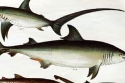 12th September 2023. Gordon Fish Prints