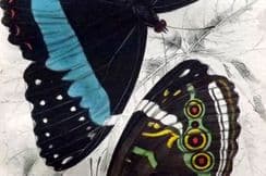 12th September 2023. Jardine Foreign Butterflies