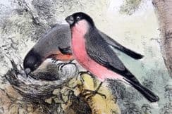 13th April 2023. Adams & Gilks Song Birds