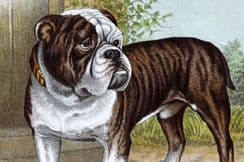 13th April 2023. Hugh Dalziel Dog Prints