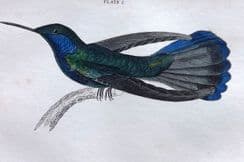 13th April 2023. Jardine Hummingbird Prints