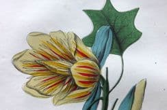 13th April 2023. Peter Good Botanical Prints