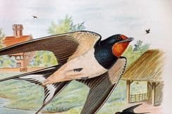 13th August 2024. Butler & Gronvold Birds