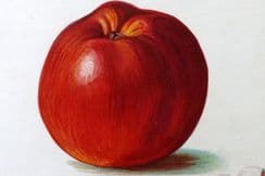 13th August 2024. Wright Fruit Prints