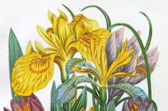 13th February 2022. Anne Pratt Botanicals
